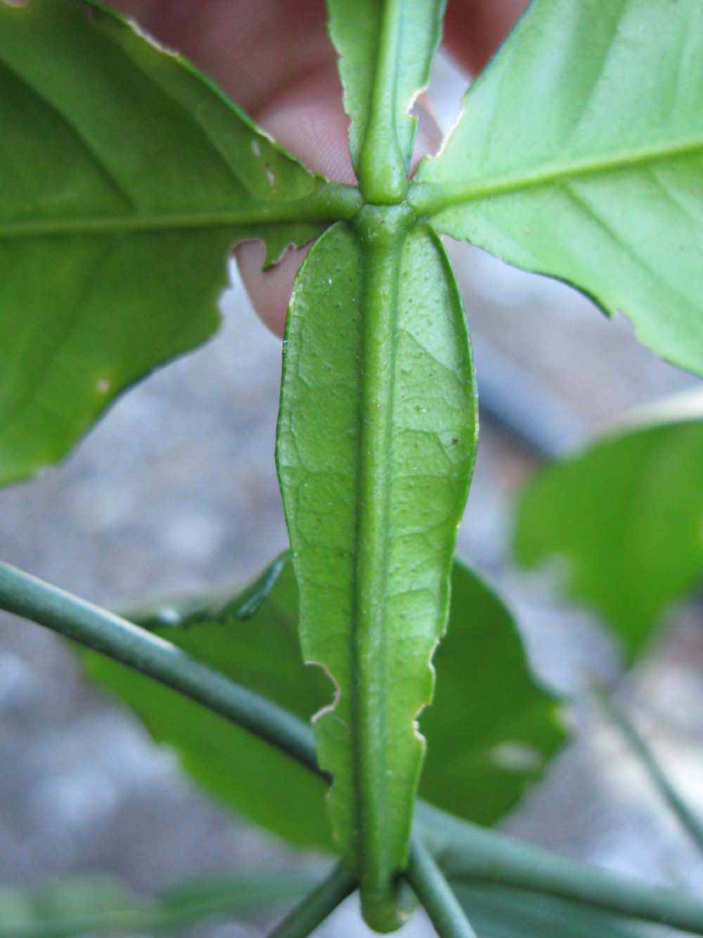              Petiole (Winter Haven, FL)       